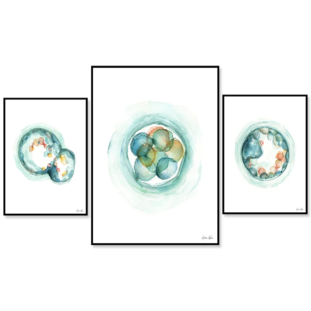 Embryo Watercolor Print - Fertility and IVF  Art Prints - OBGYN Doctor Office Art - Anatomy Art