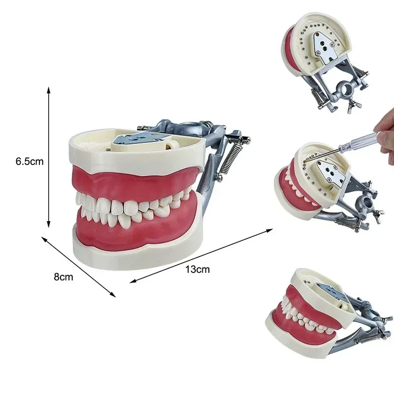 نموذج أسنان الأسنان نموذج تعليمي دينتا نموذج قياسي مع 28/32 برغي في الأسنان قابل للفصل سعر خاص/نماذج تعليمية #2