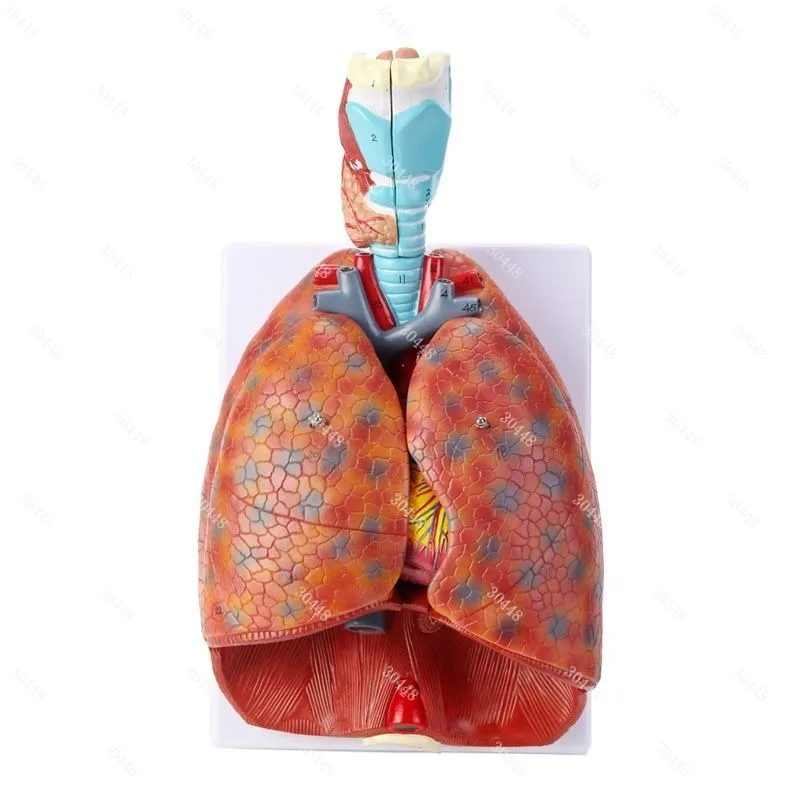 

Медицинская анатомическая модель человека, горло, сердце, легкая щитовидная система, дыхательная система, внутренний орган, обучающая модель грудной хирургии