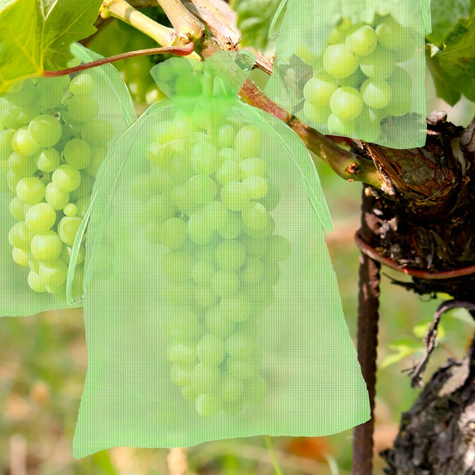 10pcs Fruit Protection Netting Bags For Fruit Trees, Garden Mesh Barrier Bags To Protect Plants From Pest Birds Squirrels