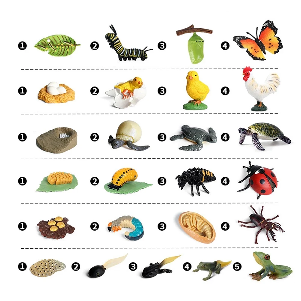 Insect Animals Teaching Material Plastic Models Life Cycle Figurine Action Figures Growth Cycle Model Simulation Animals