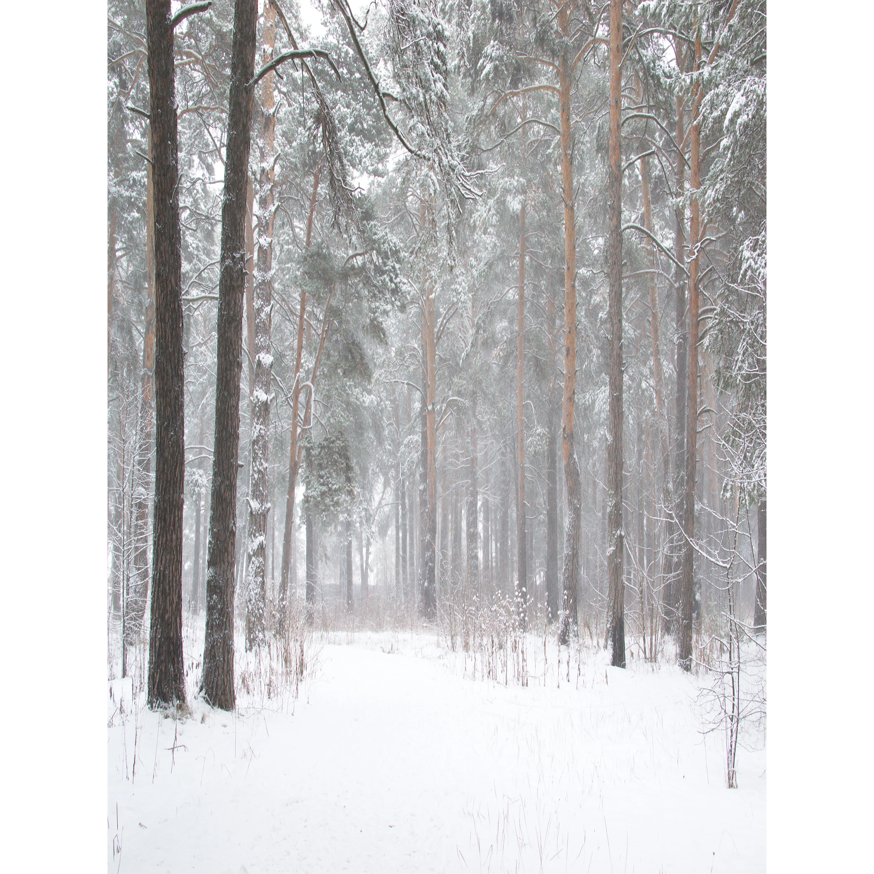 Winter Forest Fotografia Cenário, Snowcovered Road, Paisagem Snowflakes, Spruce Árvores, Photo Background, XD-18