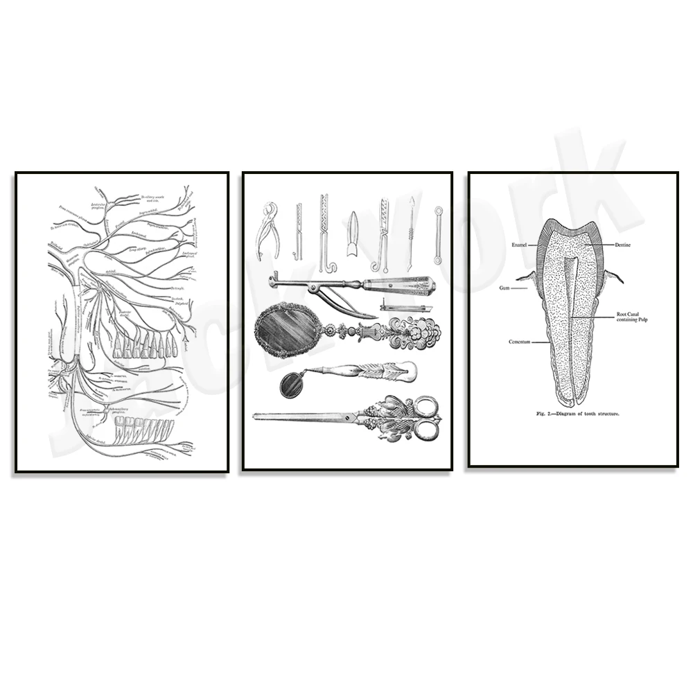 Palatine and alveolar arch dentistry oral surgeon orthodontic tooth structure anatomy poster, dentin root canal cement enamel