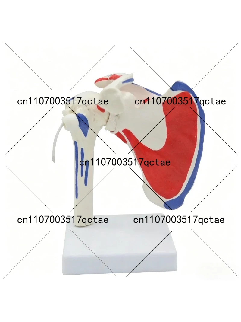 Medical Simulation Human Shoulder Joint Bone Muscle Start and End Points Removable Bone Model Orthopedic Rehabilitation