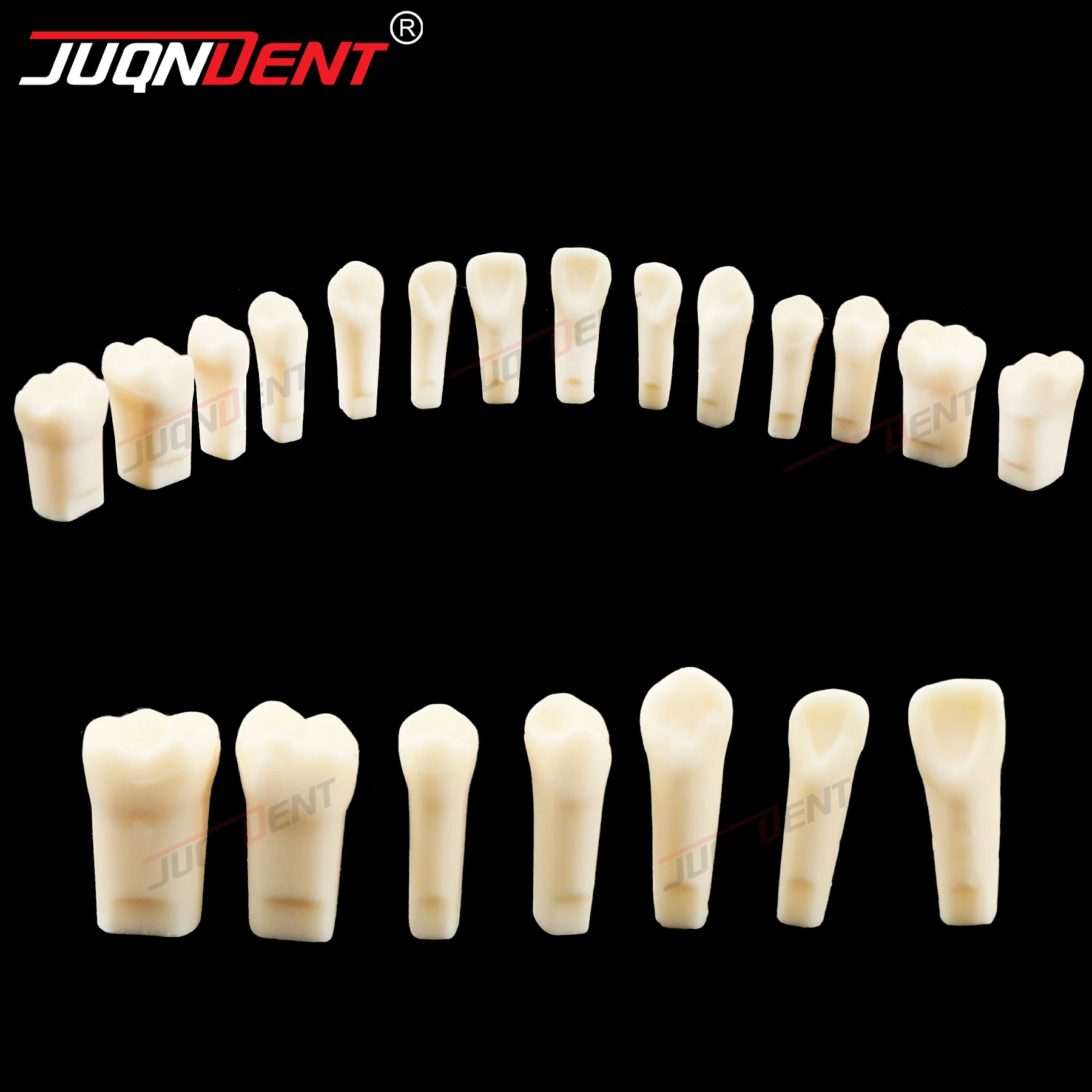 Dental Teeth Model Typodont Screw-in Replacement Teeth Resin Denture Fit NISSIN 500 Type Dentistry Training Practice Models