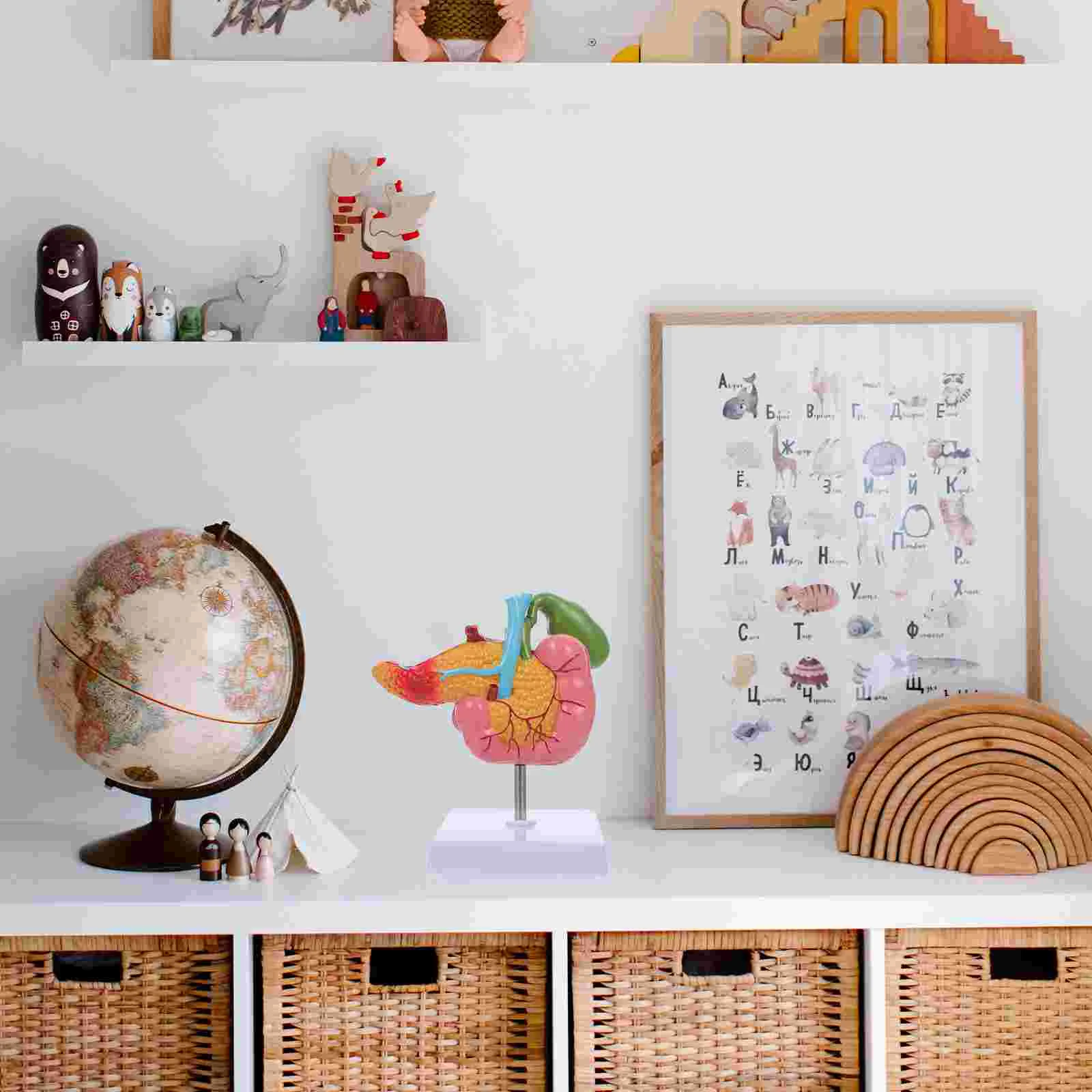 Pathological Model of Gallbladder Biological Teaching Instrument Anatomical Apparatus Models Pvc Human Pancreas Lesions