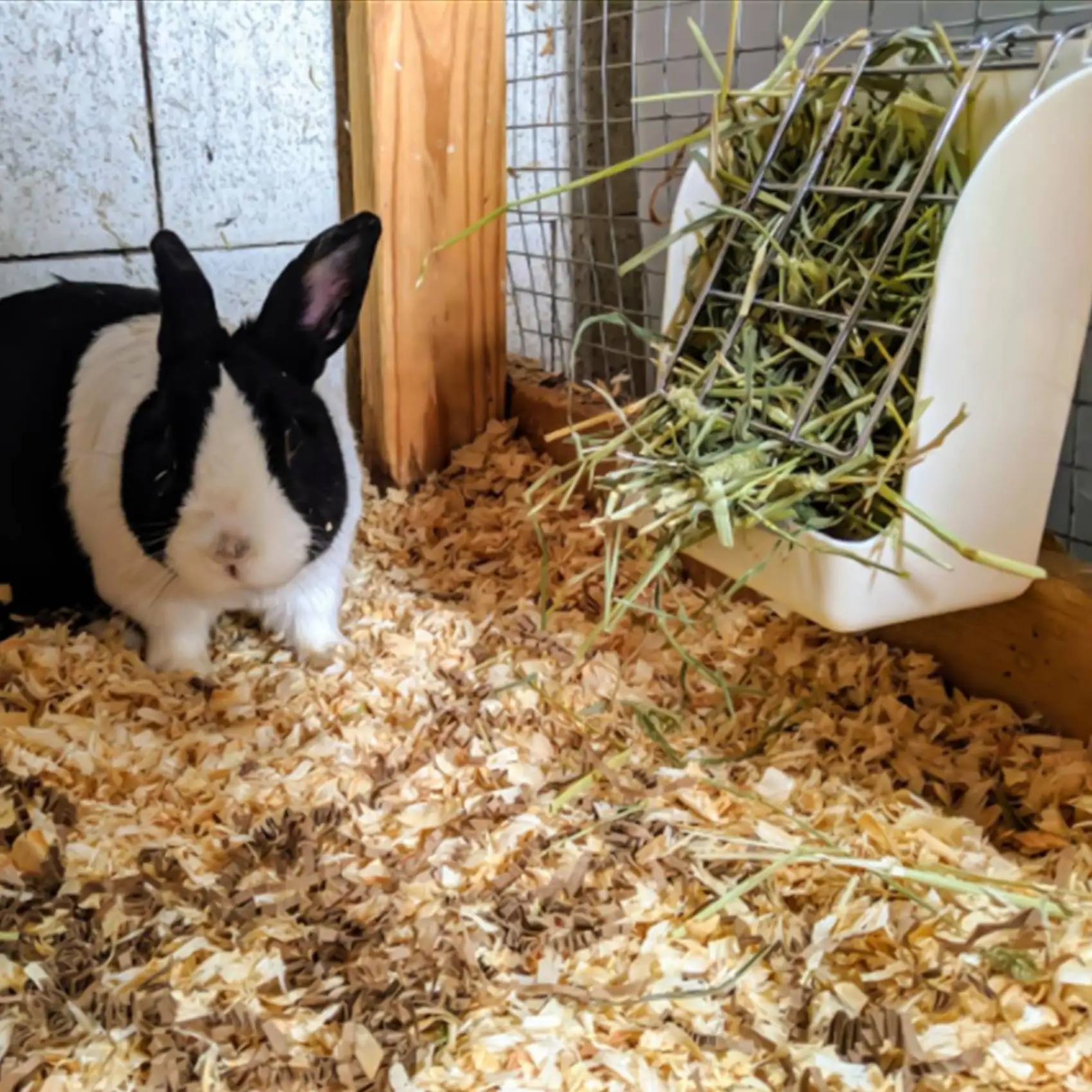 Y42A- رف مغذي القش بإطار من العشب لخنزير غينيا شينشيلا حامل ثابت قابل للطي سلة عشب للحيوانات الأليفة الصغيرة