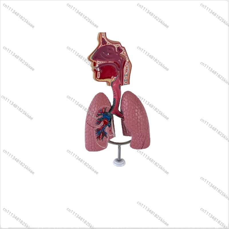 For Medical Teaching Equipment Model, Respiratory System Model, Respiratory Lung Model, Experimental Textbook, Anatomical