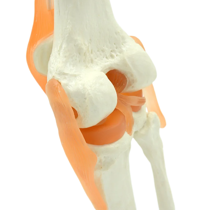 1:1 Flexible Knee Joint Model with Ligaments and Base  Femur Tibia and Fibula Bone Anatomy Model Medical  Teaching