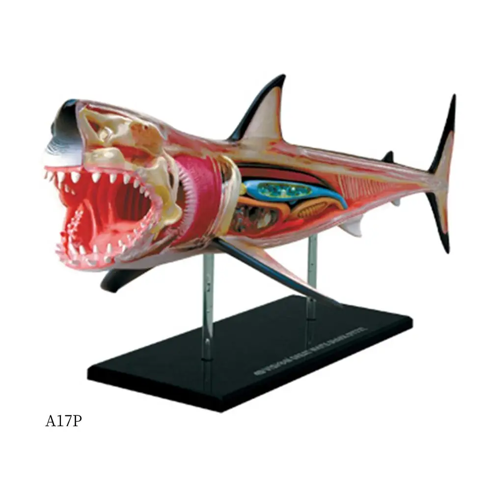 

AP-Animal Organ Anatomy Model 4D Shark Intelligence Assembling Toy Teaching Anatomy Model DIY Popular Science Appliances