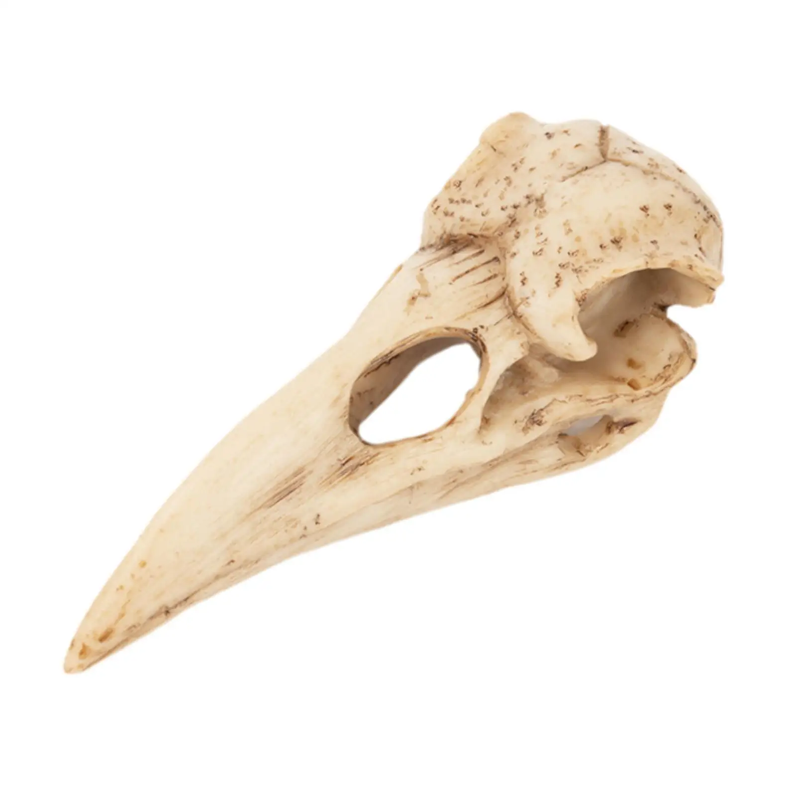 Bird Skull Pendant Halloween Decor Raven Skeleton Model Raven Skull Statue