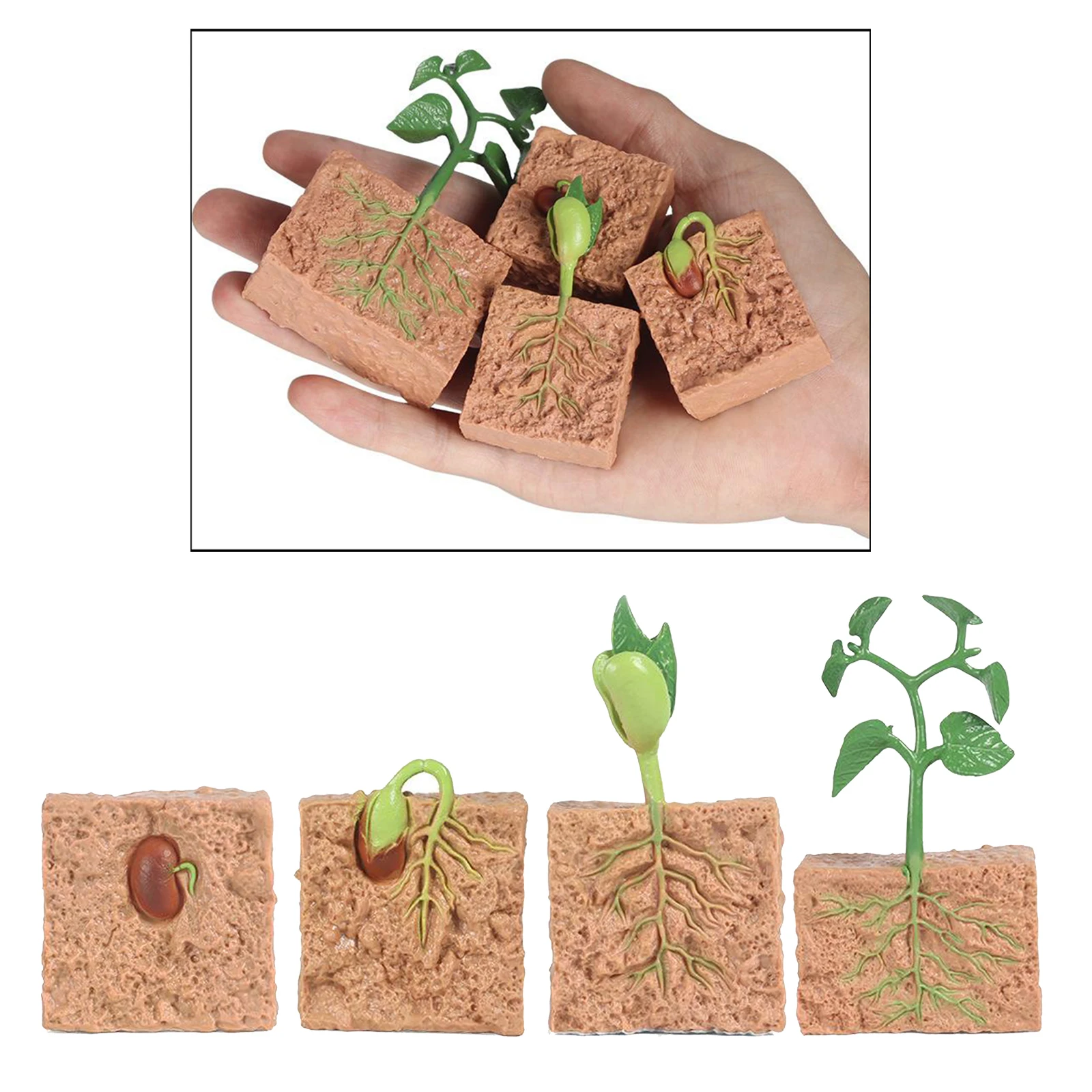 Modelo de plástico para crecimiento de semillas, simulación de plantas naturales para niños, modelo de crecimiento de siembra, educación para la primera infancia, biología cognitiva