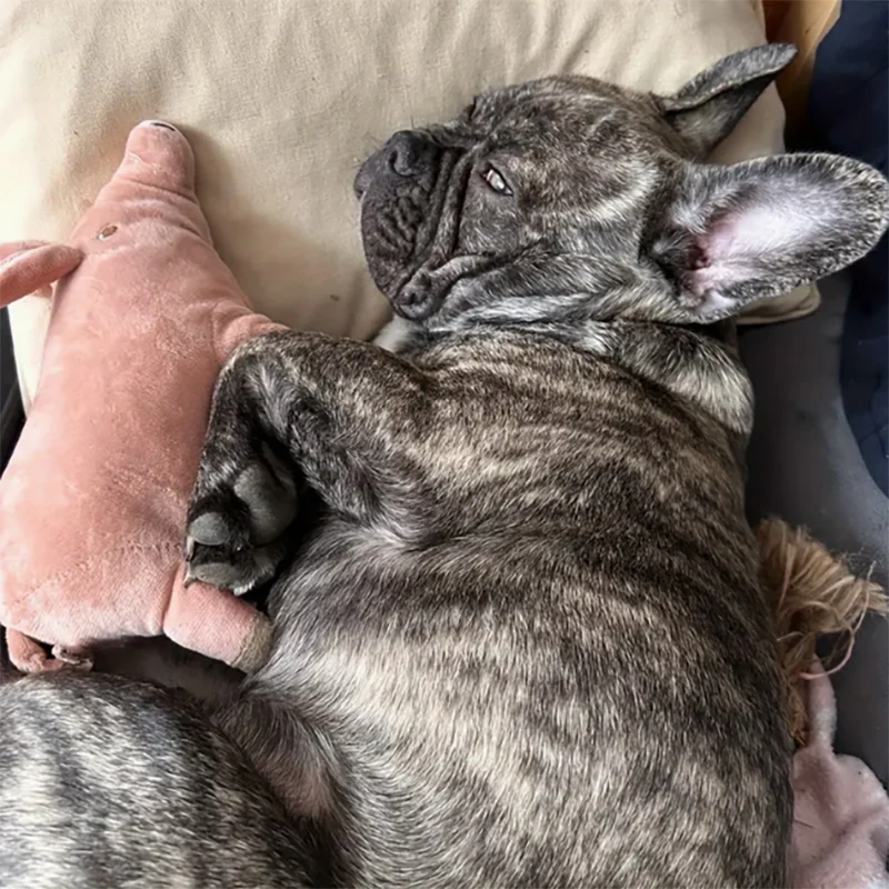 1pc Cute Pig Design Pet Teething Plush Toy, Durable Chew Toy, Interactive Supplies for Dogs