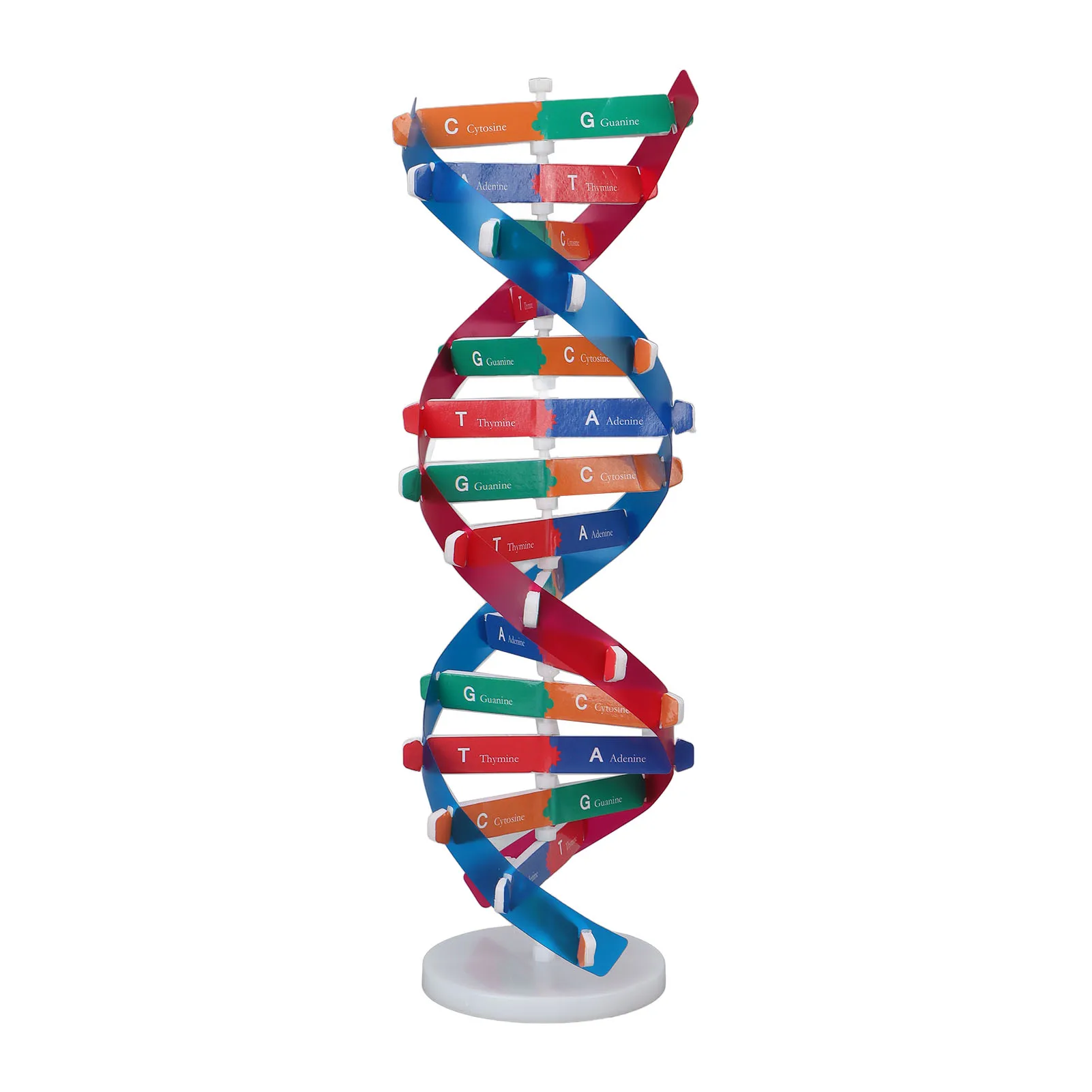 DNA Model Kit Human DNA Model Colorful Double Spiral Assemble Model Science Educational Teaching  for Kids Human DNA Model