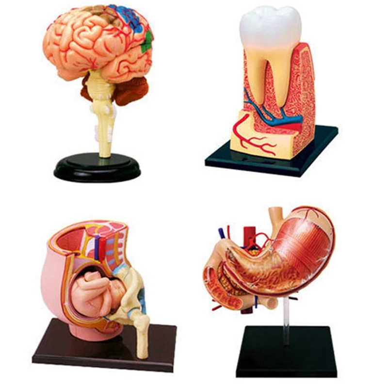 HOT--Torso Human Body Model Removable Parts Education Organs Model For Teaching Study Class Students