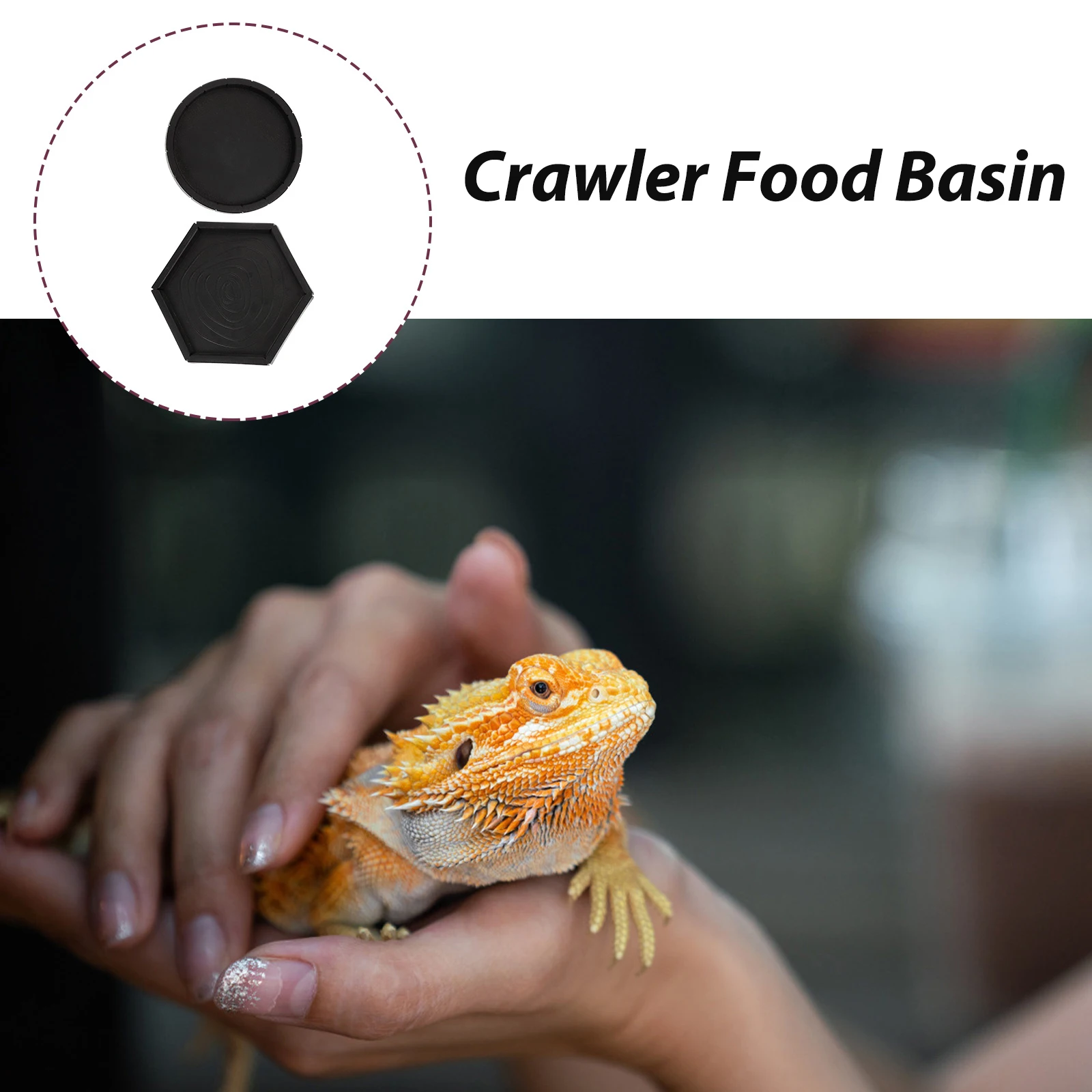 

Reptile Food Basin Pet Feeding Bowl Amphibian Feeder Easy Clean High Quality Smooth Surface Water Dish Perfect Tool Corrosion