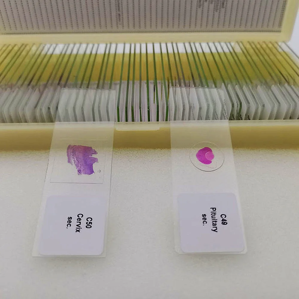 50 sztuk mieszanych preparatów histologicznych do nauki histologii — zdjęcie produktu 6