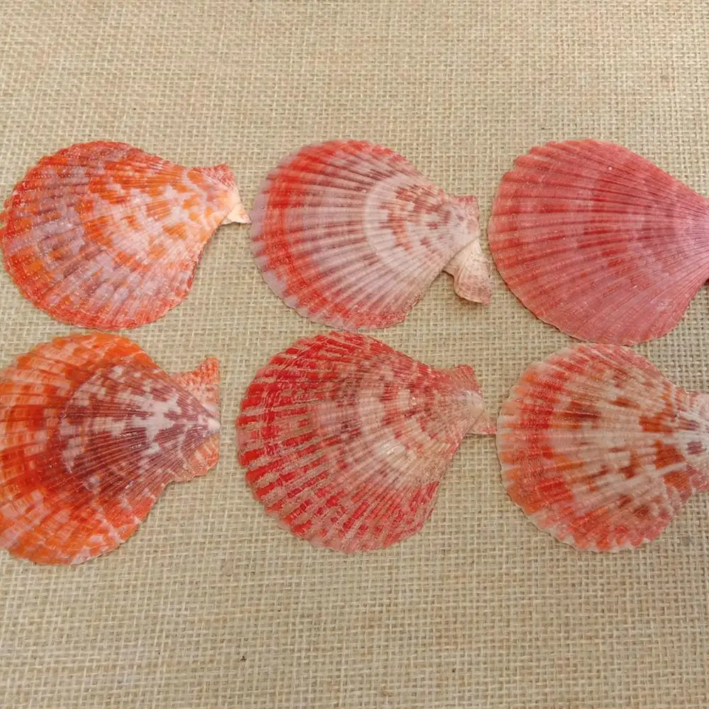 

5 Pcs 56x60mm Orange Scallop Seashells Charm For Jewelry Making