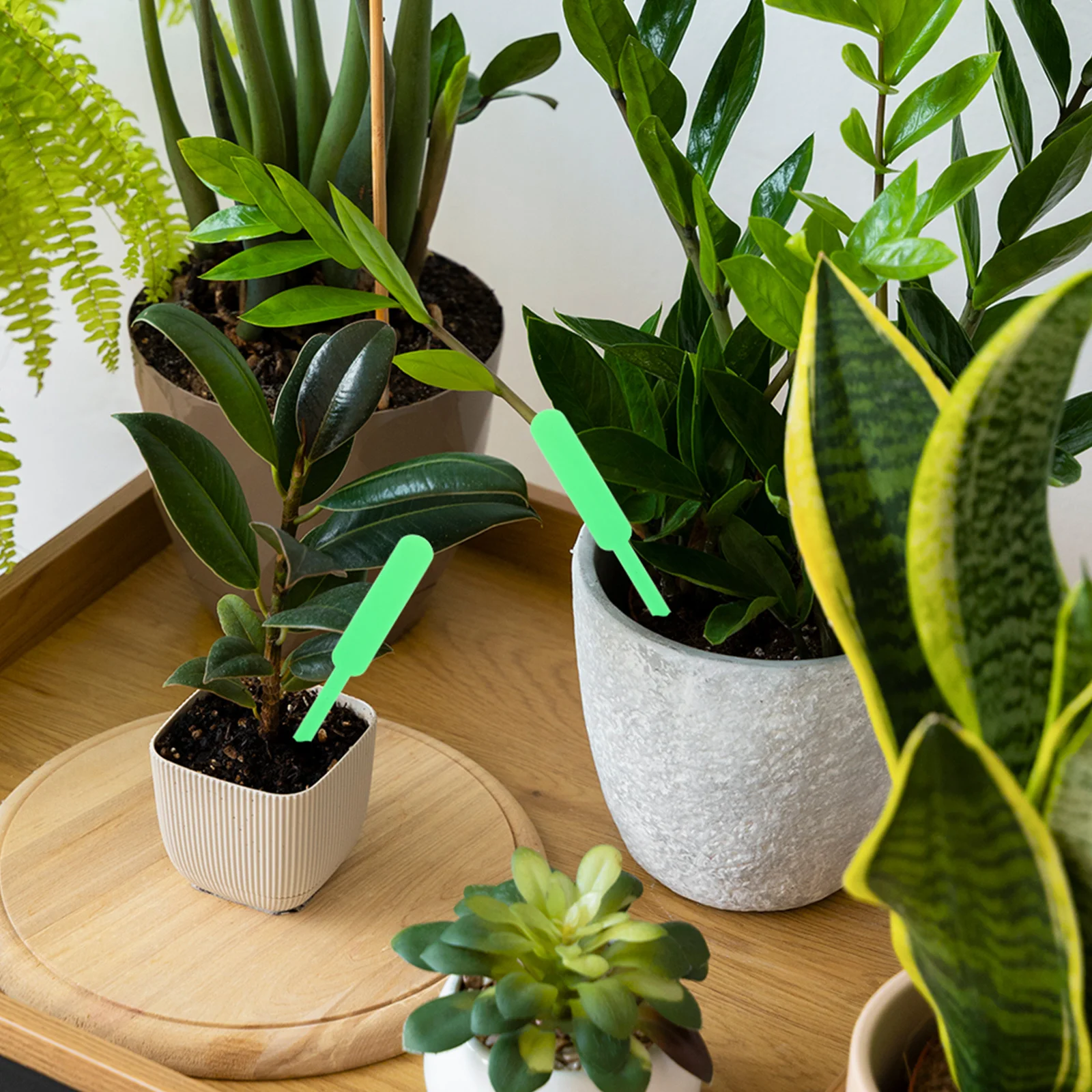 

200Pcs Elegant Design Plastic Plant Tags for Garden Succulent Markers Identification Stakes Supplies Plant Garden Marker