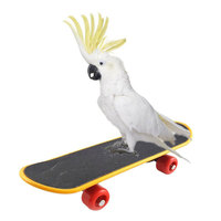 Parrot Mini Scooter Birds Swing Training Skateboard Bird Supplies Accessories Claw Grinding Toy