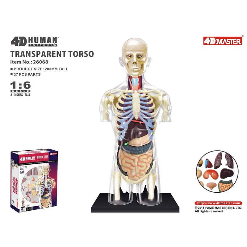 4D MASTER Pregnancy Human Anatomical Model Assembling Toy Teaching Anatomy Model DIY Popular Science Appliances