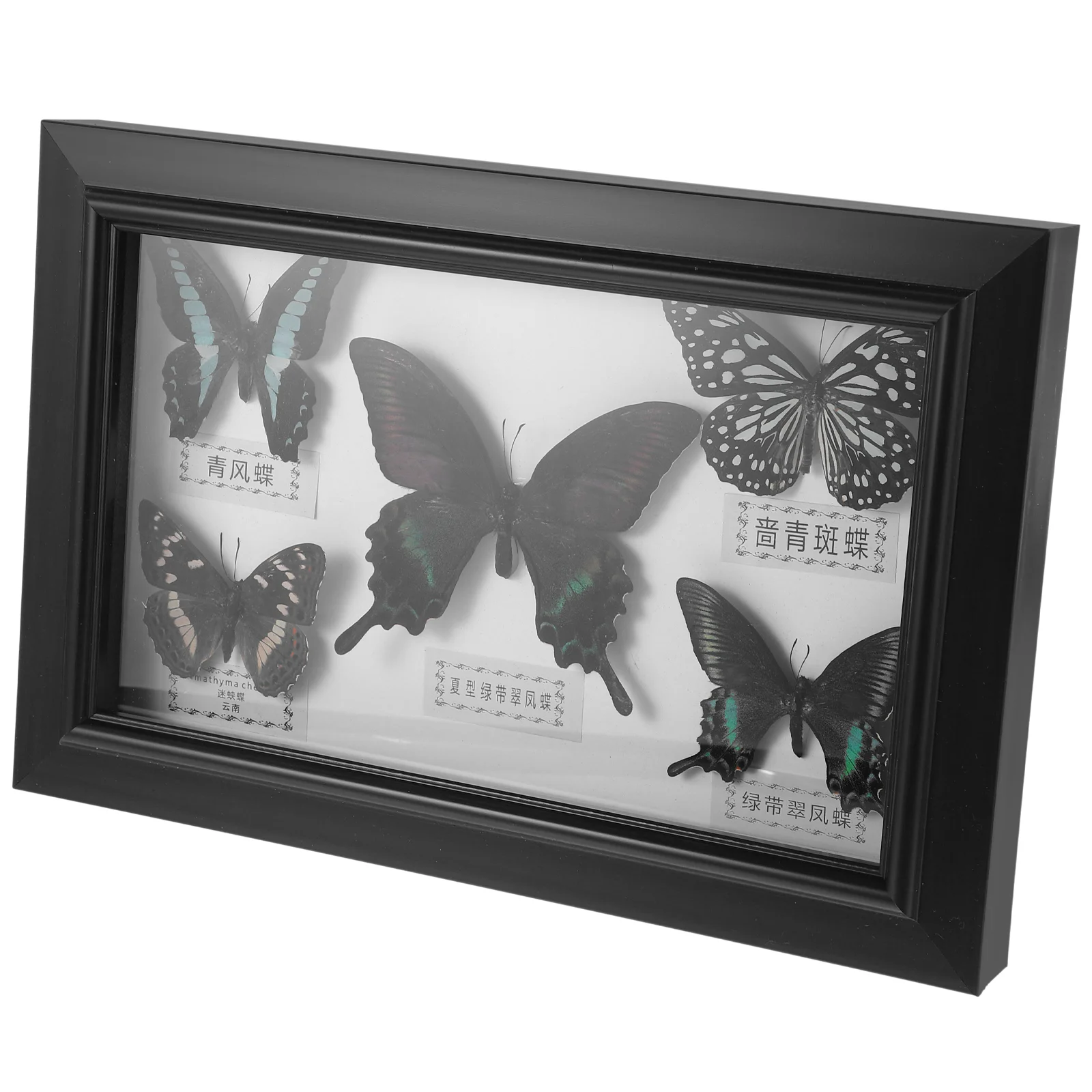 Wood Photo Display Frame With Butterfly Specimen Wall Butterflies Specimen Decoration