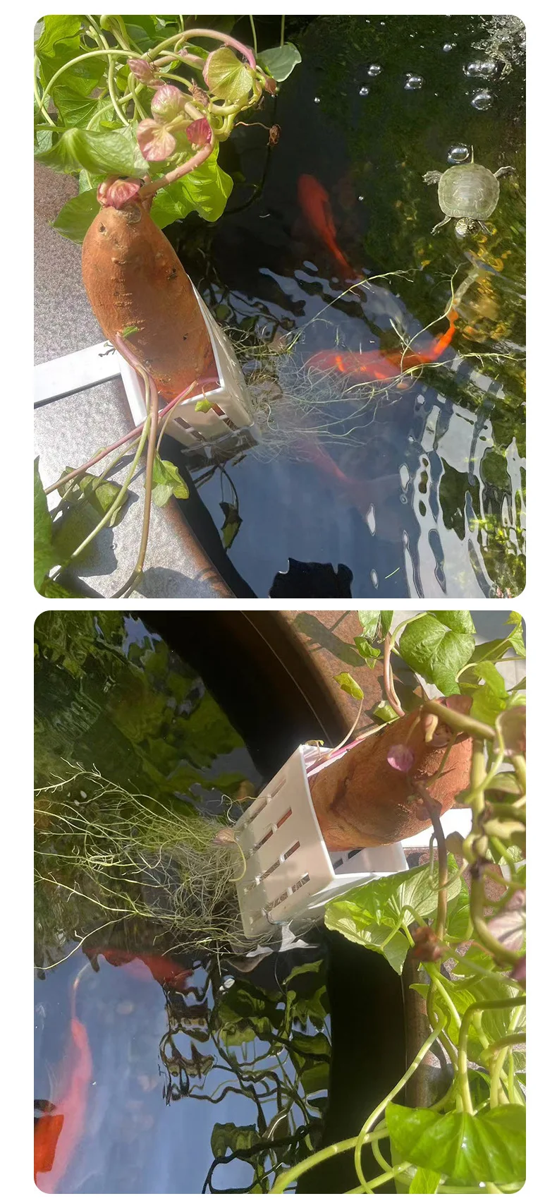 Aquarium Plastic Plant Hanging - đánh giá và giá Aquarium Plant Design
