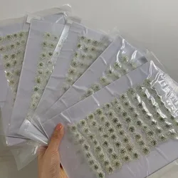 250pcs Pressed Dried White Ammi Majus Flowers Plant Herbarium For Jewelry Postcard Invitation Card Phone Case Bookmark DIY