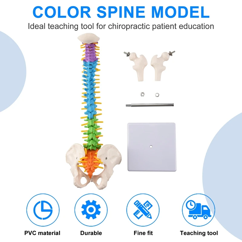 Imagem -02 - Modelo de Coluna Espinhal para Estudantes Humanos Pélvicos Anatomia Recursos para Ensino 45cm
