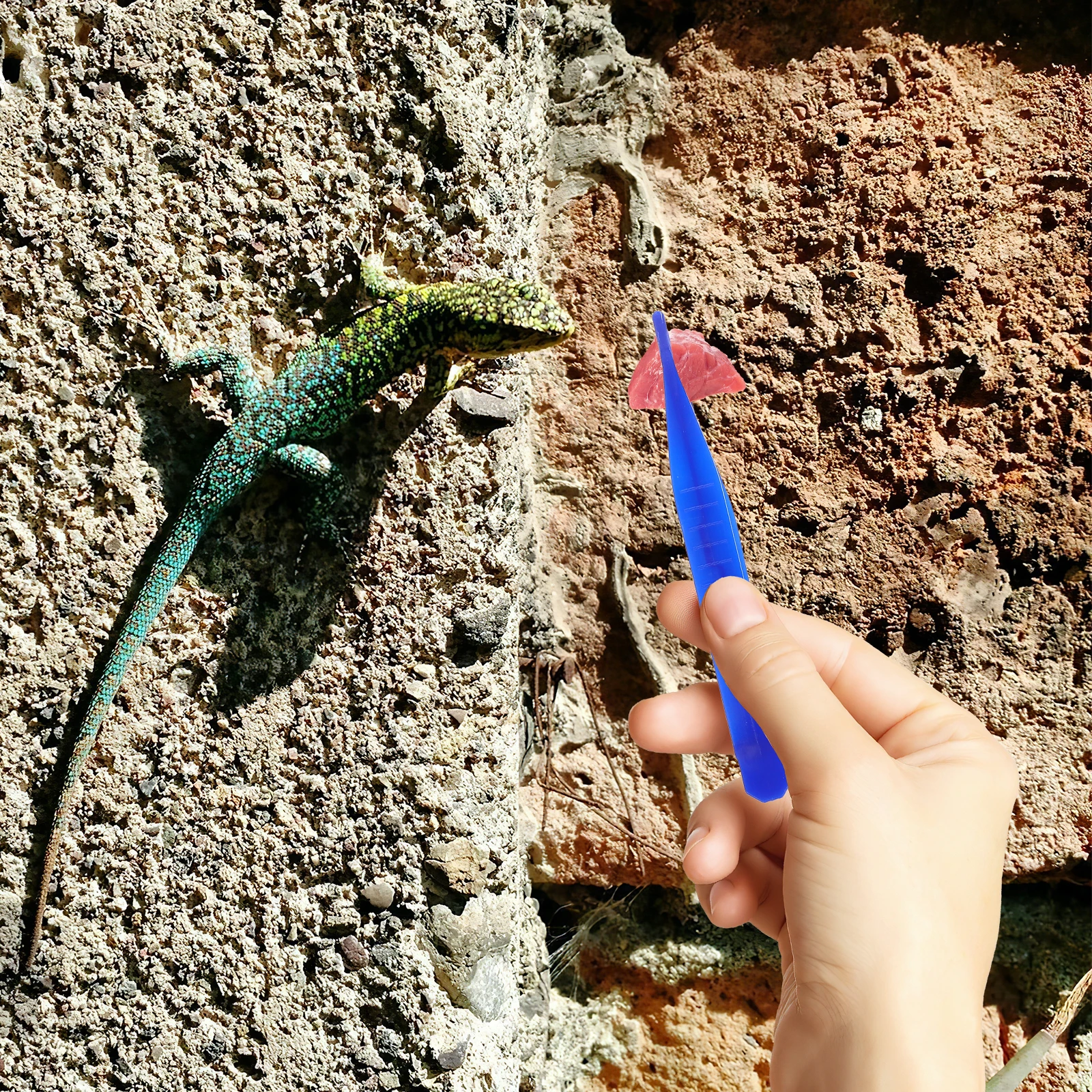 

6 Pcs Plastic Tweezers Reptiles Feeding Tools Lizard Scorpion Spider Terrapin Food Clip Pet Supplies Aquarium Terrarium