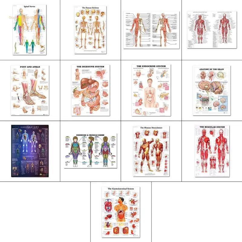 Anatomical Poster Set Laminated Muscular, Skeletal, Digestive, Respiratory Dropship