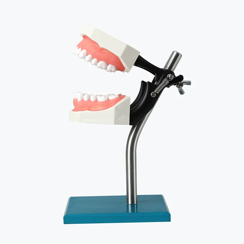 

YTYIN Macro Model Maxillary Teaching Model With Stand