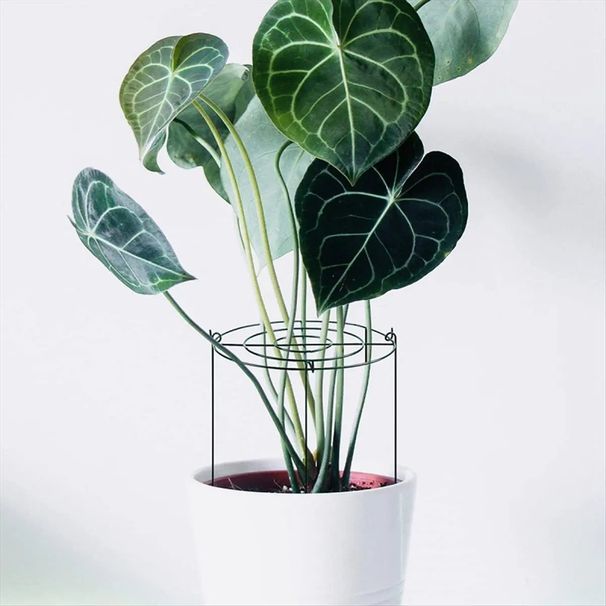 NOCM 3 Sets Peony Support Cage, Grow Through Hoops Grids with 4pcs Legs,Plant Support Brace,Flower Strong Support Ring