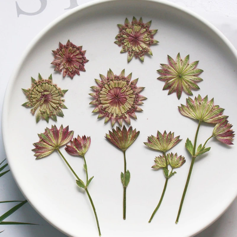 

12PCS,2-4cm,5-10cm,Nature pressed Star Celery flower head/branch,Dried flowers DIY Drip Glue Jewelry bookmark Photo Frame decor