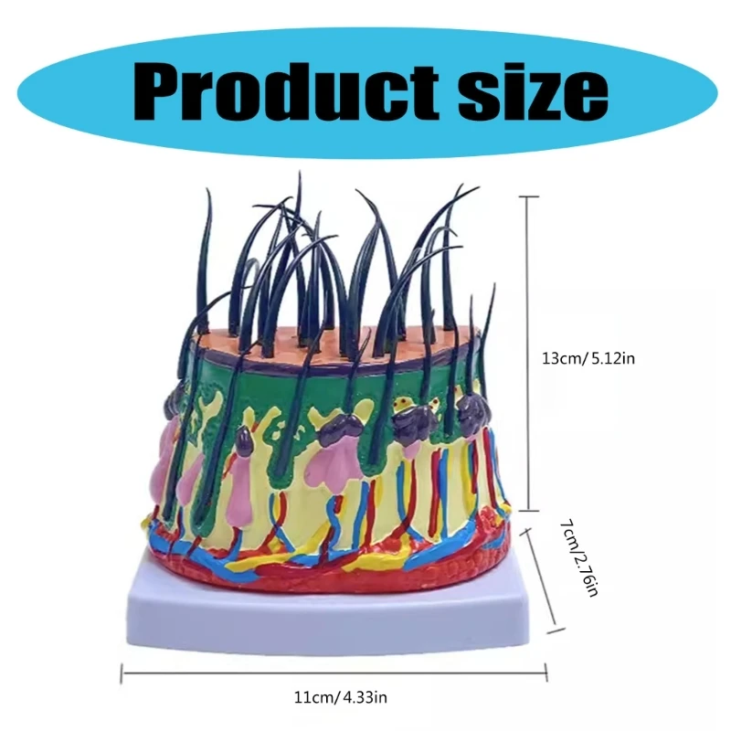 Модель человеческой головы 50X увеличенная структура кожи головы анатомическая модель обучающая медицинская модель для Классного класса научного обучения