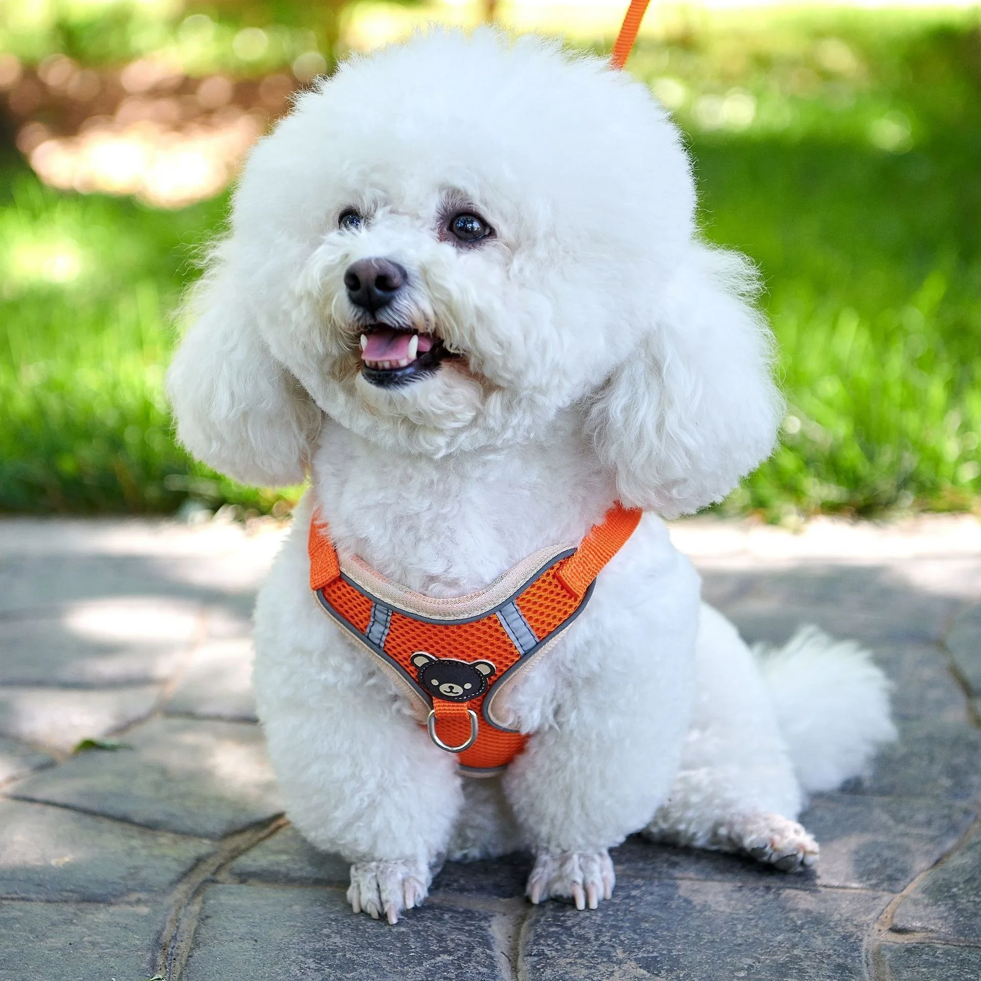 Pet Puppy Dog Harness and Leash Set for Small Reflective Dogs Traction Rope Retractable Cat Collars Traction Set Pet Accessories