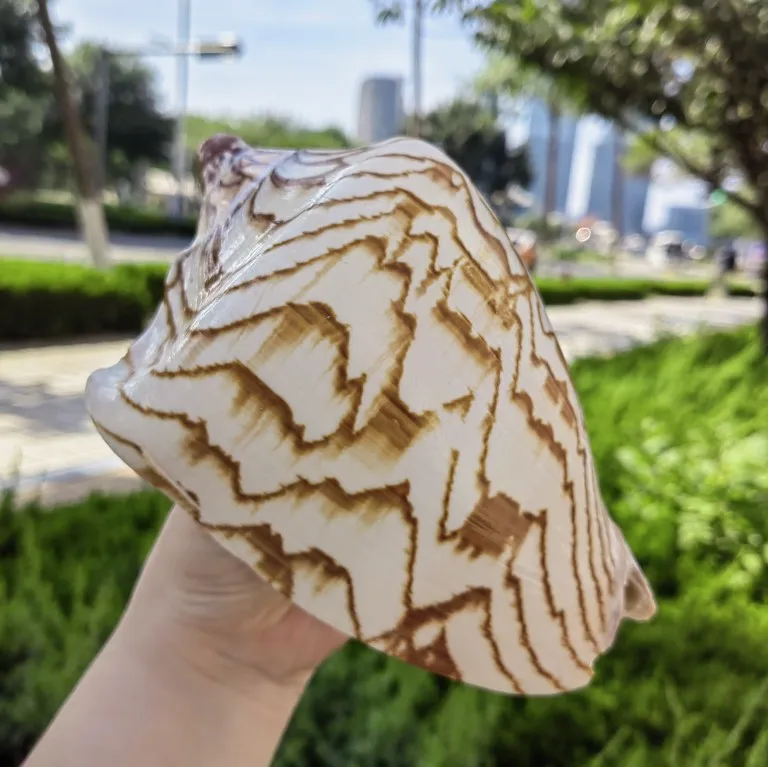 Decoración de conchas y conchas naturales y auténticas, arpa, paisajismo de pecera, regalo para niños, decoración náutica del hogar, 15-17cm