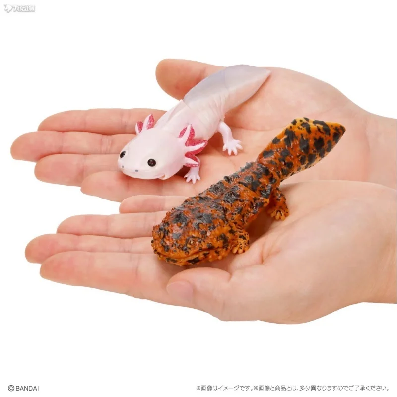 

In Stock Bandai Original Bio Atlas Gashapon Classic Toys Giant Salamander Simulated Animal Collection Model Decoration Gifts