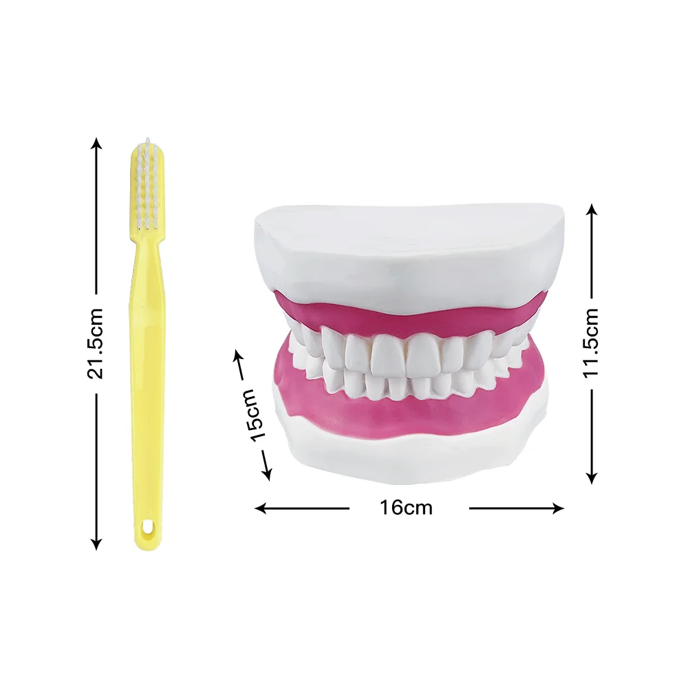 Dental Education Model Teeth Brushing Teaching Study Model Demonstration Tools 4 Times Normal Oral Model With Big Toothbrush