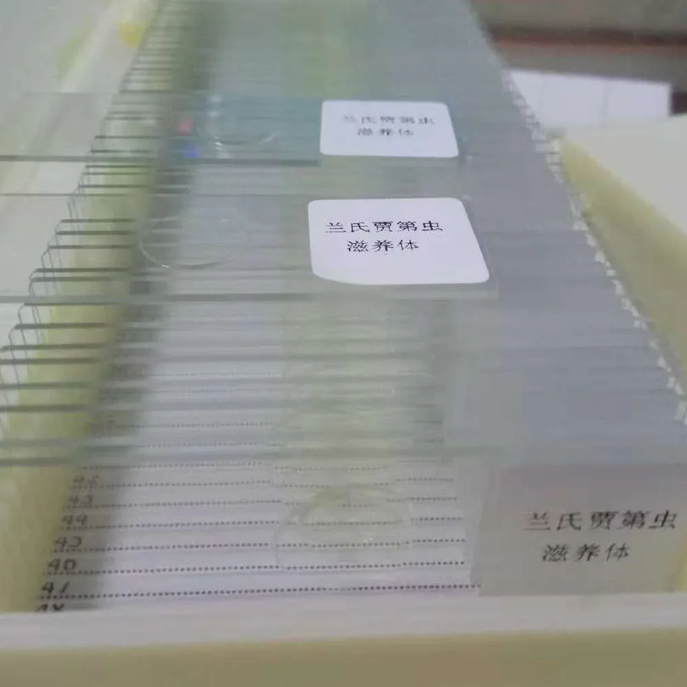 1 Pieces Whloe Mount Giardia lamblia Microscope Prepared Slides