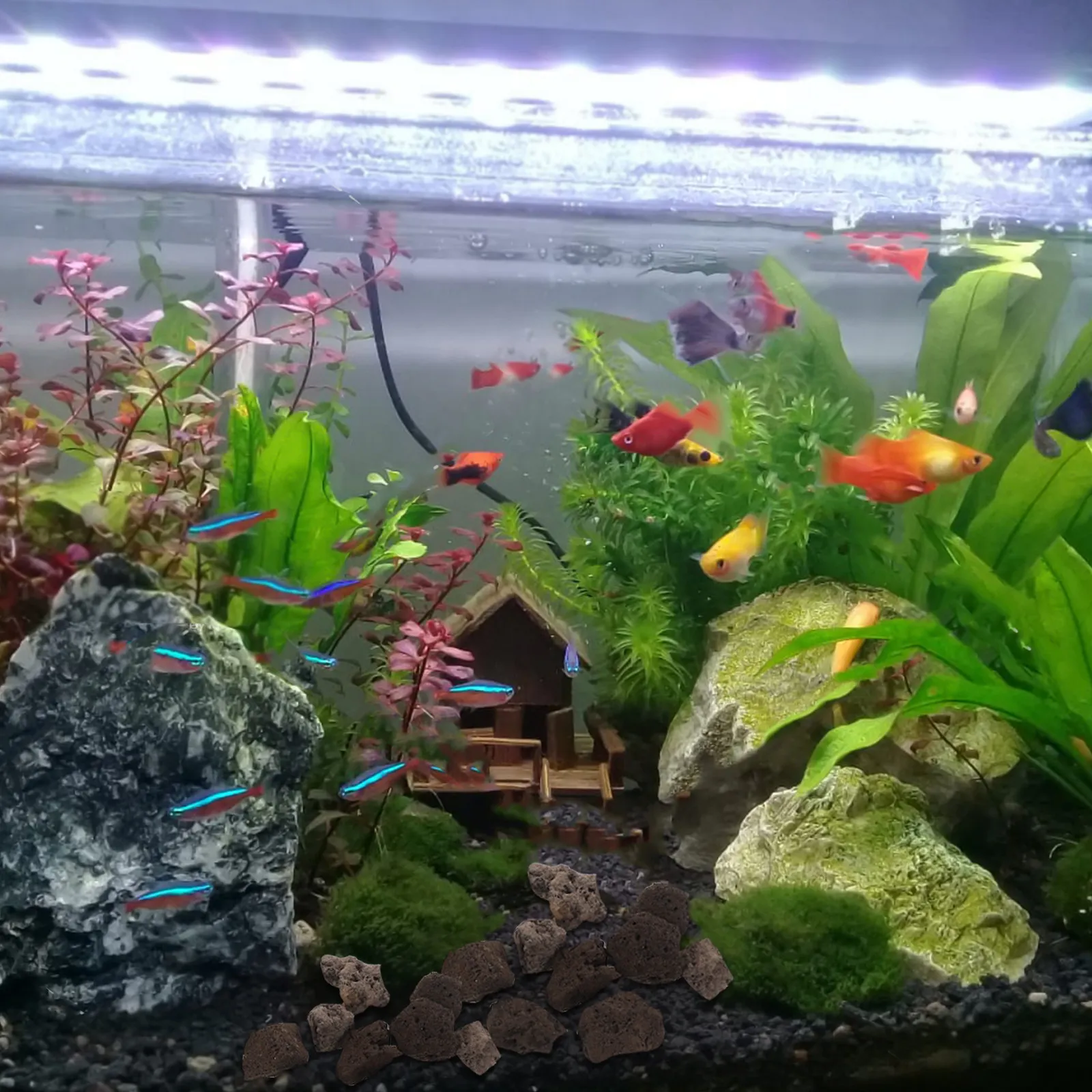 200G de pierres volcaniques poreuses pour aquarium, pierres de lave pour la croissance des bactéries bénéfiques, pierres décoratives naturelles, pierres de jardin