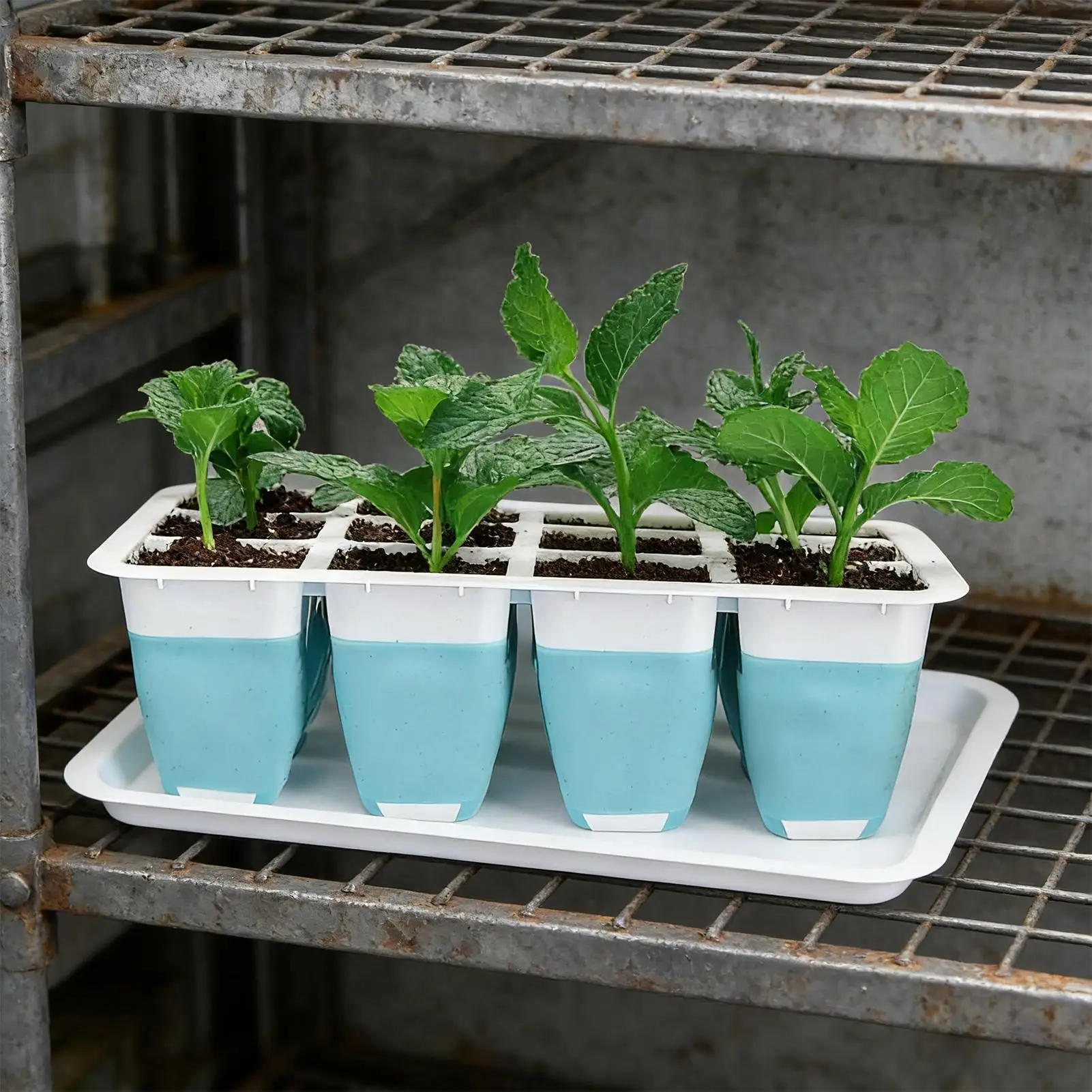 Seedling Tray 5 Pieces 60 Cells Silicone Growing Starter Seedling Starting Kit For Indoors Gardening House Potted Lawn Vegetable