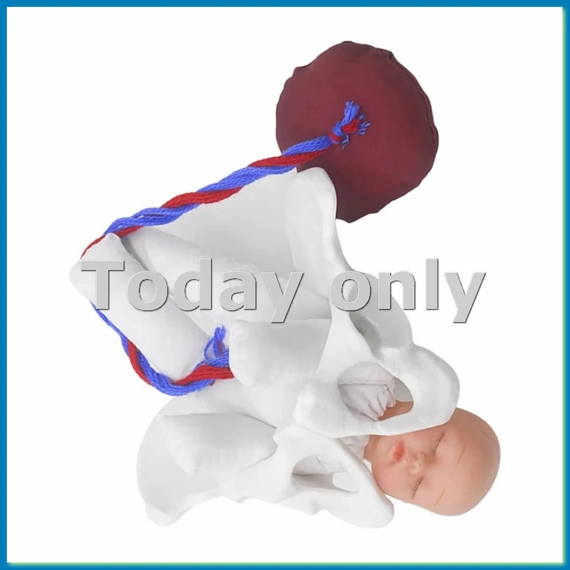 

Новая модель женского таза, модель родов для научного образования, обучения, изучения плода, пуповина, плацента, модель-A79U