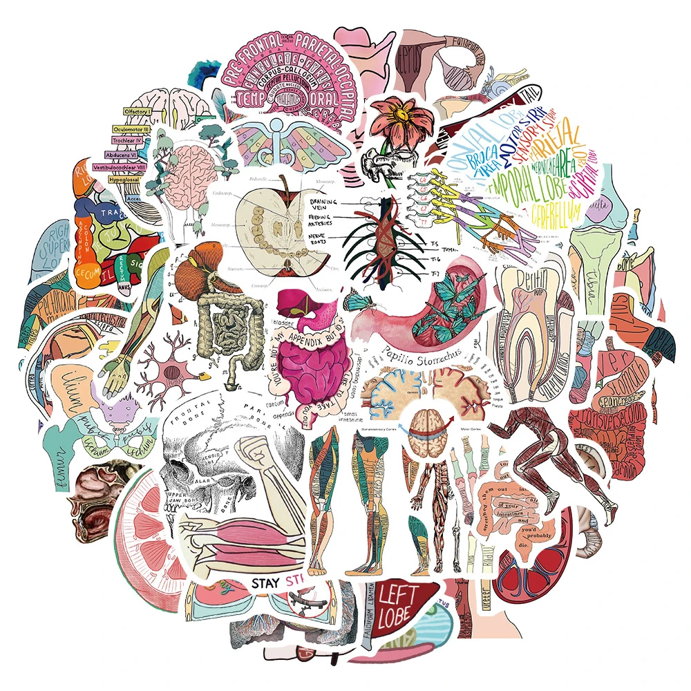 10/30/50 Stuks Anatomie En Fysiologie Lichaamsstructuur Stickers Decoratie Stickers Diy Laptop Bagage Briefpapier Graffiti Sticker Pack