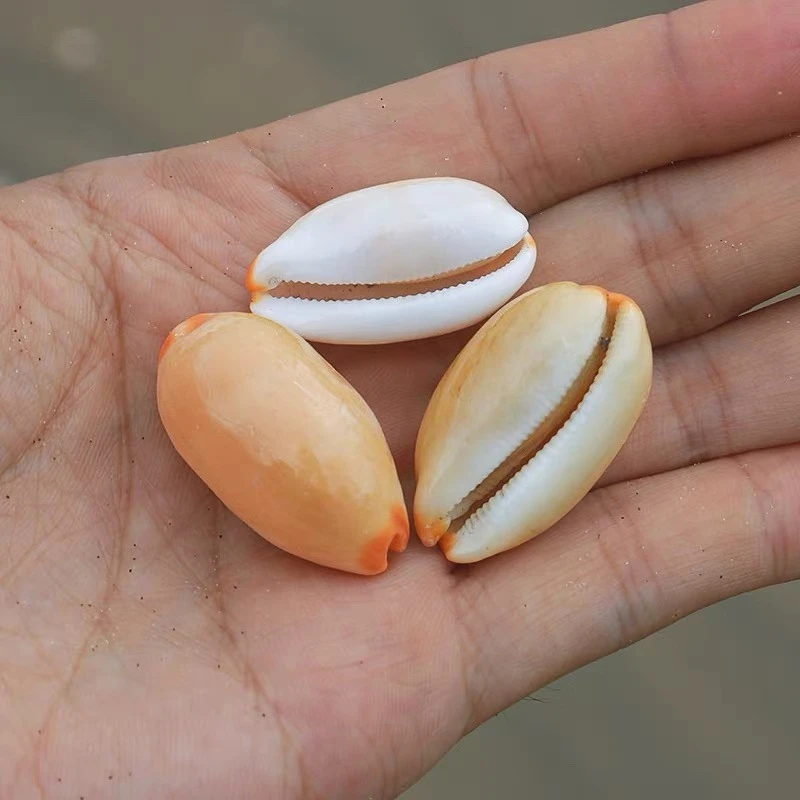 6pc Natural Small Conch Shell 2-3Cm Rain Silk Snail Fish Tank Aquarium Landscaping Ornaments Home Ornaments Collectin Specimens