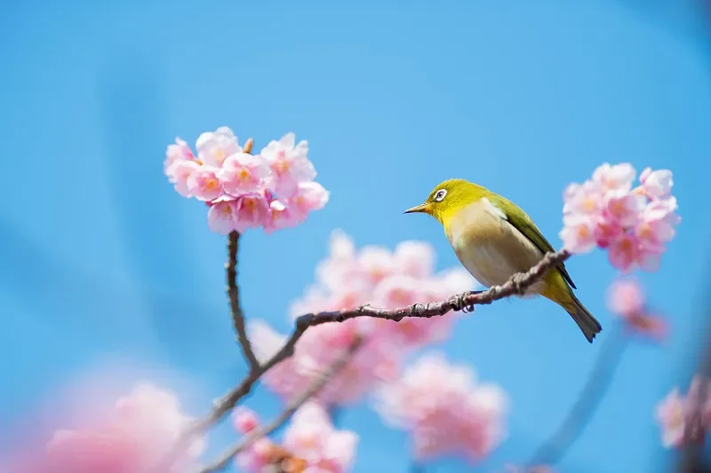 Yudi Lingyue UD1611 4WD Brushed RC Off-Roader - 2.4G, Professional for Adults