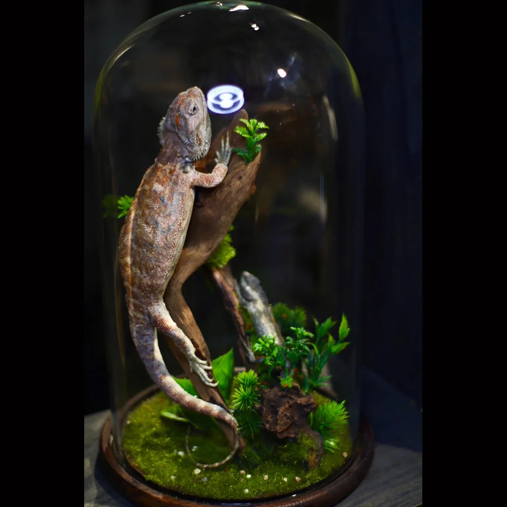 Taxidermia de Pogona Vitticeps con escaparate, dragón barbudo Central relleno, especímenes de reptiles auténticos, coleccionistas únicos, regalo Ideal