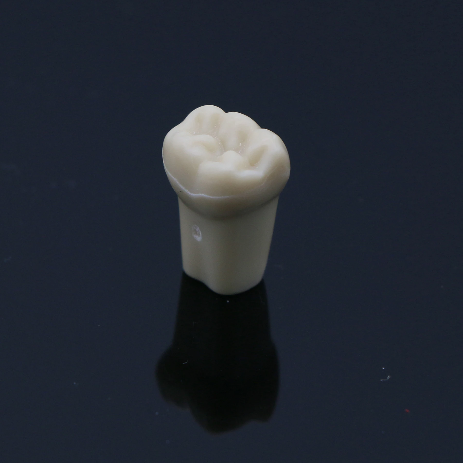 5 sztuk Frasaco szczęki AG3 oryginalny typ Fit Dental Model zębów wymiana wkręcane standardowe Typodont praktyka napełniania przywrócenie