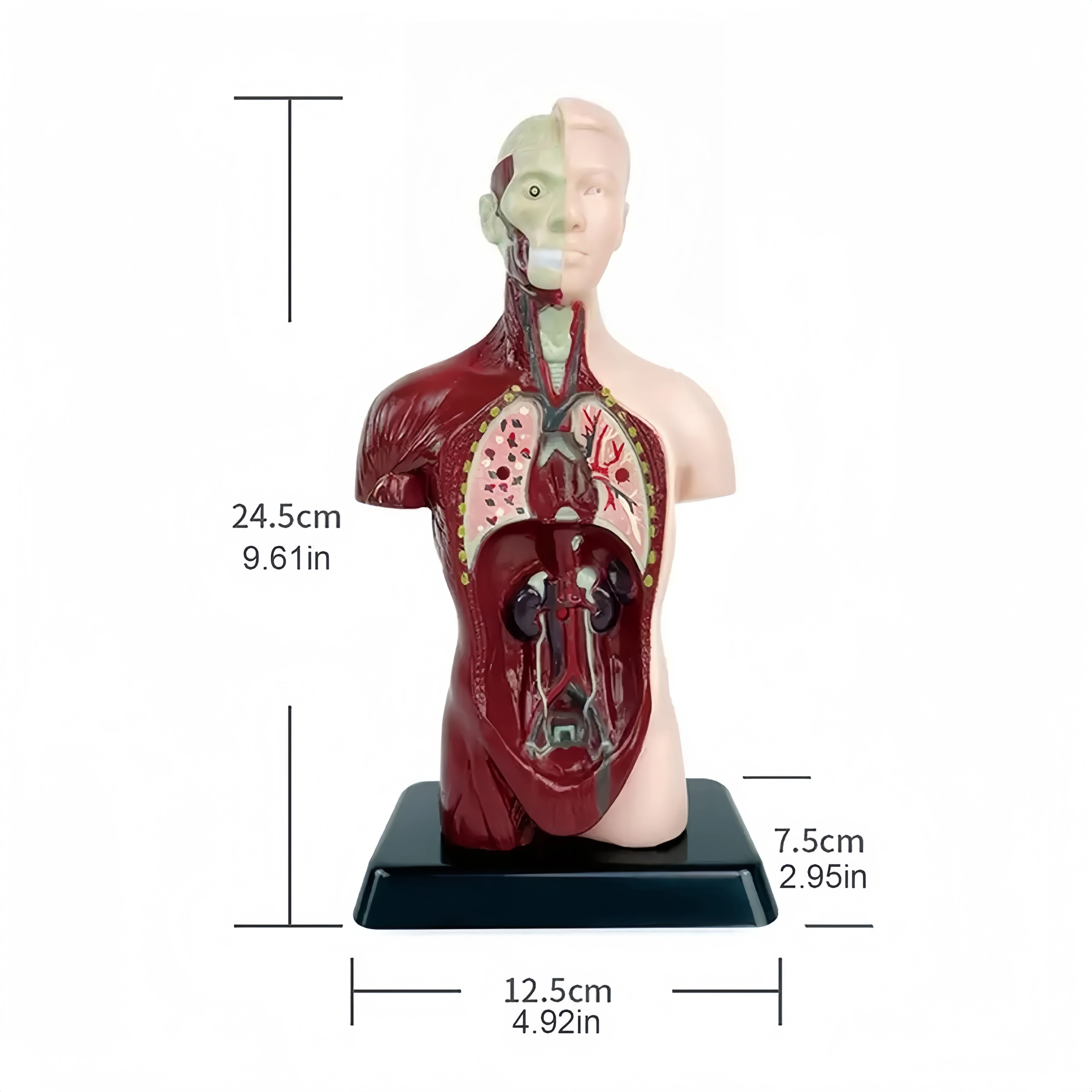 Menselijk lichaam kinderen onderwijs, DIY Mannequin 3D Menselijk Lichaam Model, Biologie Educatief Speelgoed voor kinderen, een stuk, Cadeau, Kerstmis