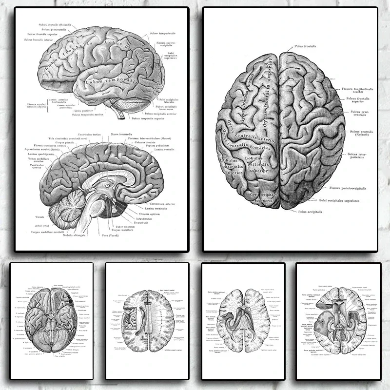 Canvas Paintings Anatomical Brain Structure Posters Art Wall Medical Antique Anatomy Print Cardiologist Home Clinic Decoration